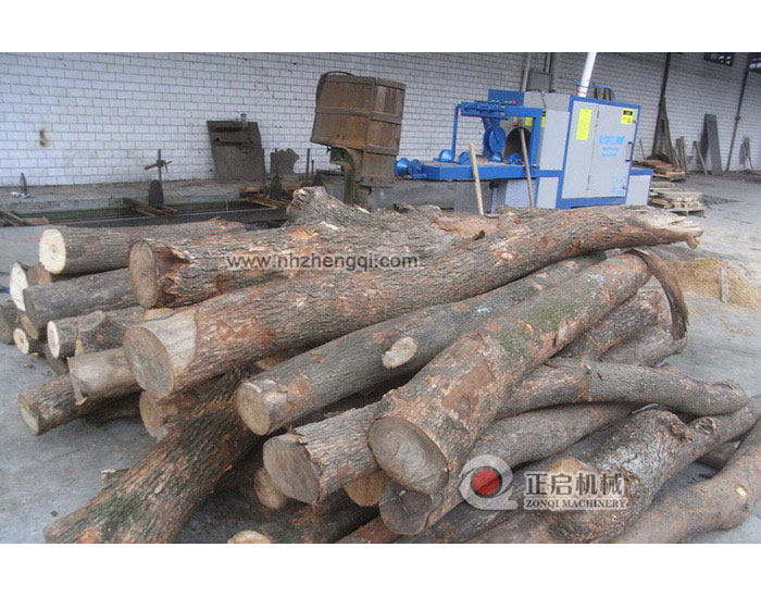 四川雙流香樟樹25加工現(xiàn)場(chǎng)